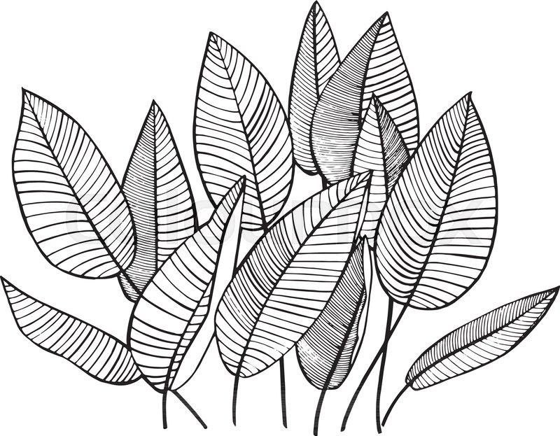 800x623 Tropical Palm Leaves. Vector Illustration. Engraved Jungle Leaves