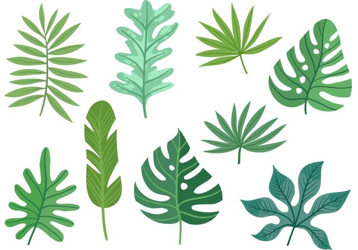 700x490 Vectors Of Leaves Free Vector Graphics Everypixel