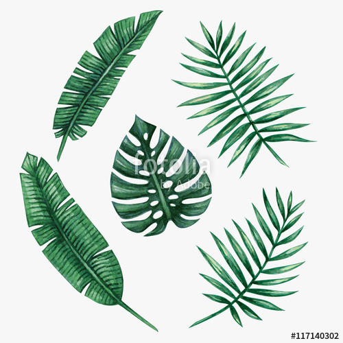 500x500 Watercolor Tropical Palm Leaves. Vector Illustration. Stock