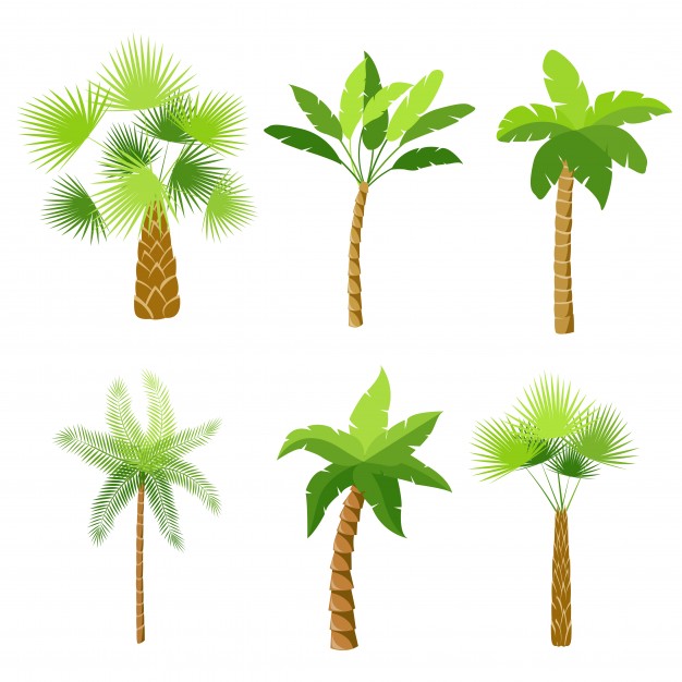 626x626 Palm Tree Vectors, Photos And Psd Files Free Download