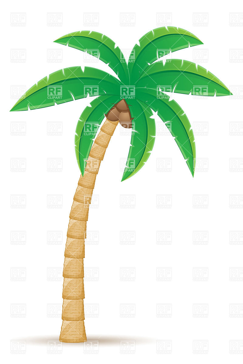 800x1200 Tropical Coconut Palm Tree Isolated On White Background Vector