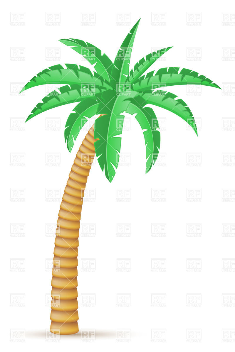 800x1200 Tropical Palm Tree Isolated On White Background Vector Image