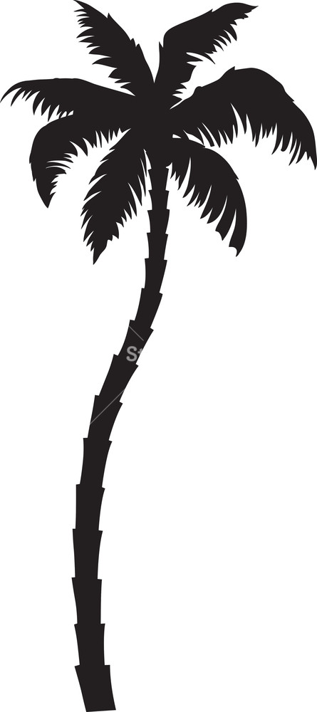 445x1000 Vector Palm Tree Royalty Free Stock Image