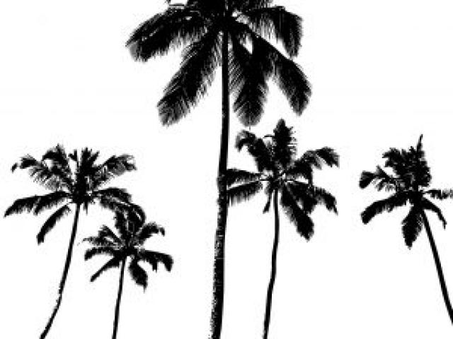640x480 Free Palm Tree Vector 1