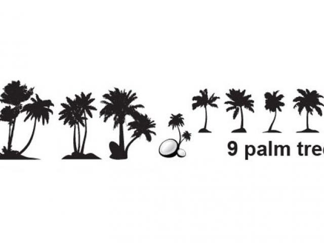 640x480 Free Palm Tree Vector 26