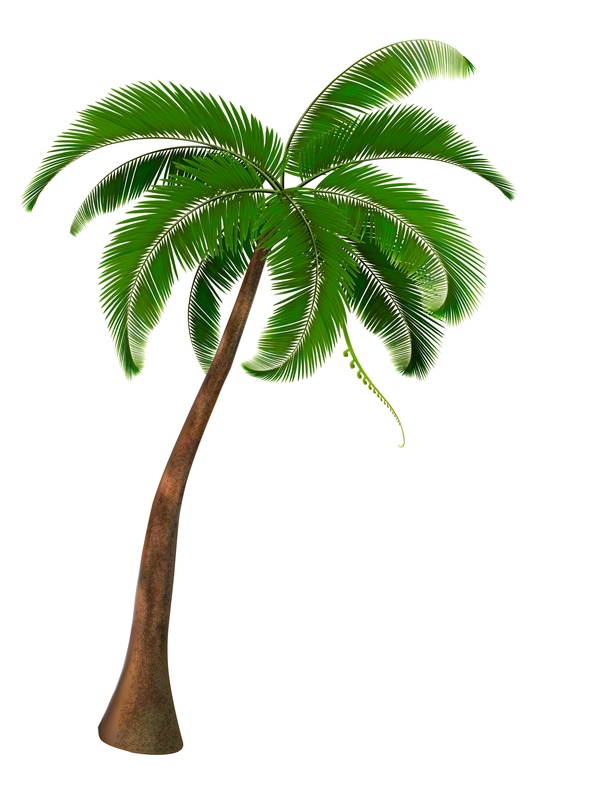 600x787 Palm Tree. Vector. Free Download