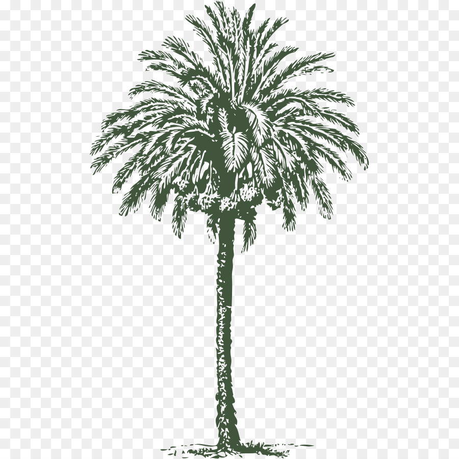900x900 Arecaceae Date Palm Art Clip Art