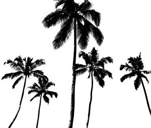 300x255 Palm Tree Vectors