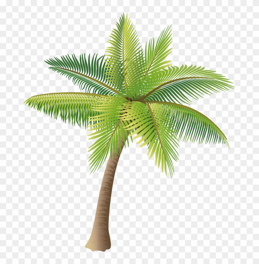 840x858 Coconut Tree Vector Material Png