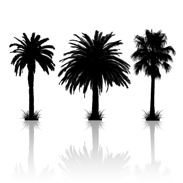 626x626 Similiar Palm Tree Silhouette Vector Keywords