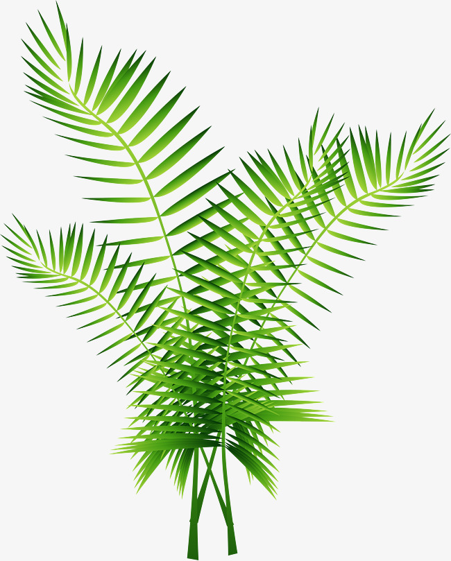 650x809 Vector Green Palm Tree Decoration, Green Vector, Palm Vector, Tree