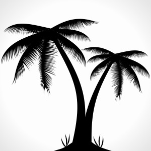 300x300 Palm