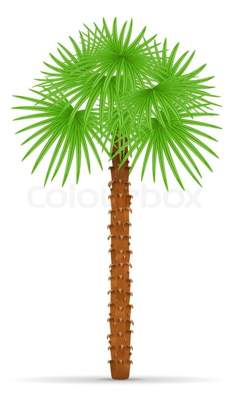 480x800 Palm Tree Vector Illustration Isolated On White Background Stock