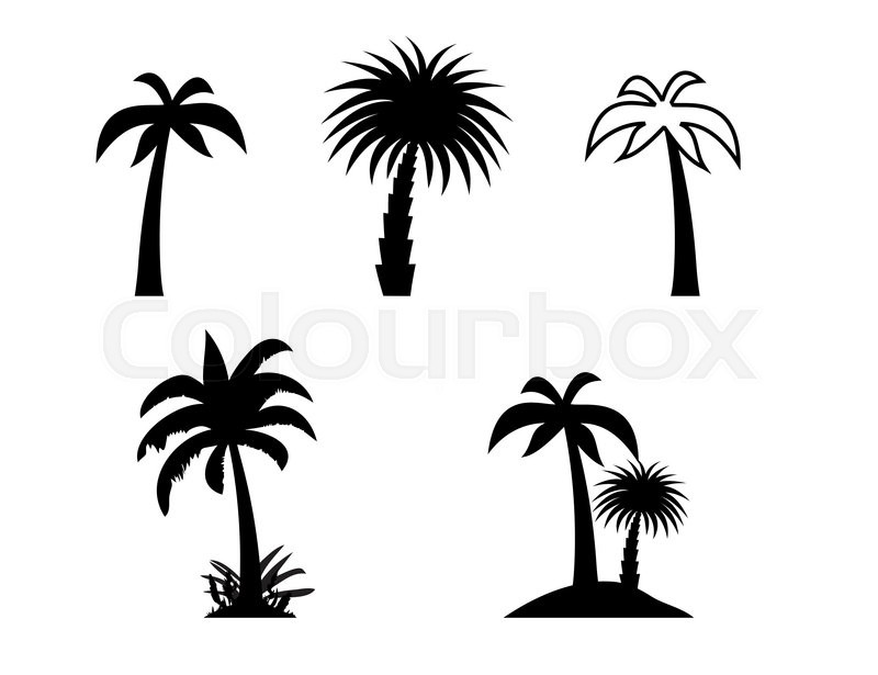 800x615 Silhouette Of Palm Trees. Vector Illustration. Eps10 Stock
