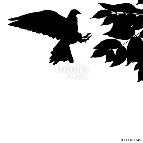 500x500 Paloma Stock Image And Royalty Free Vector Files On