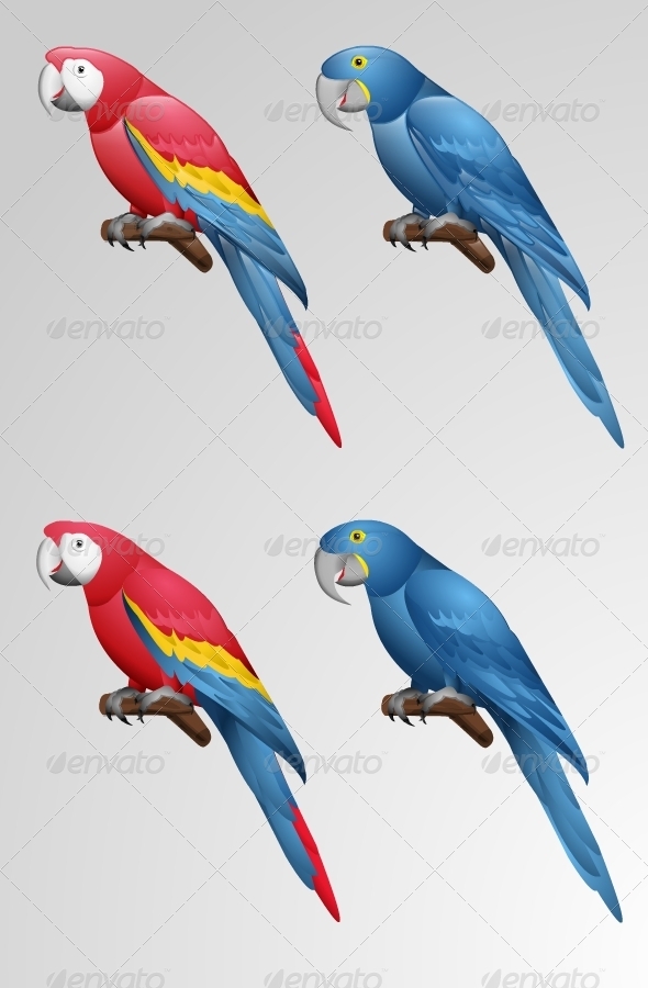 590x900 Parrot Vector By Mudi M149 Graphicriver