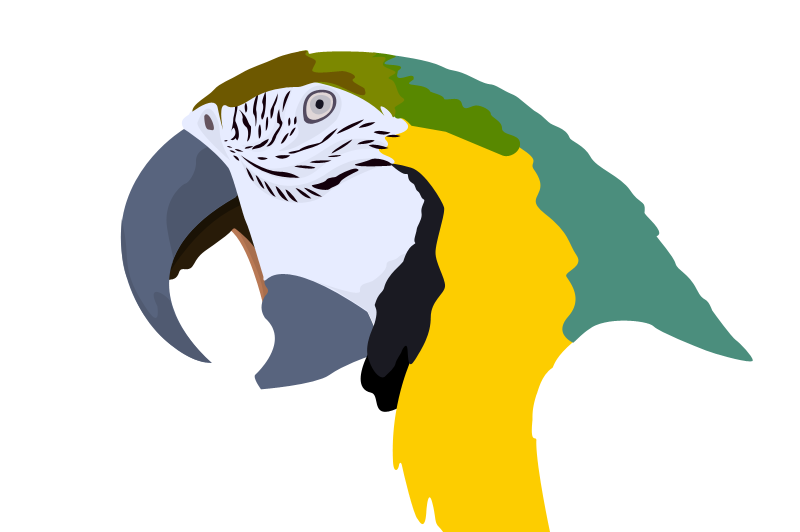 800x532 Parrot Vector By Jeremyyoung