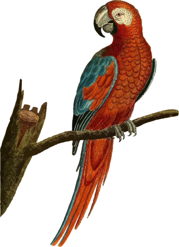363x500 Parrot Vector Image Public Domain Vectors