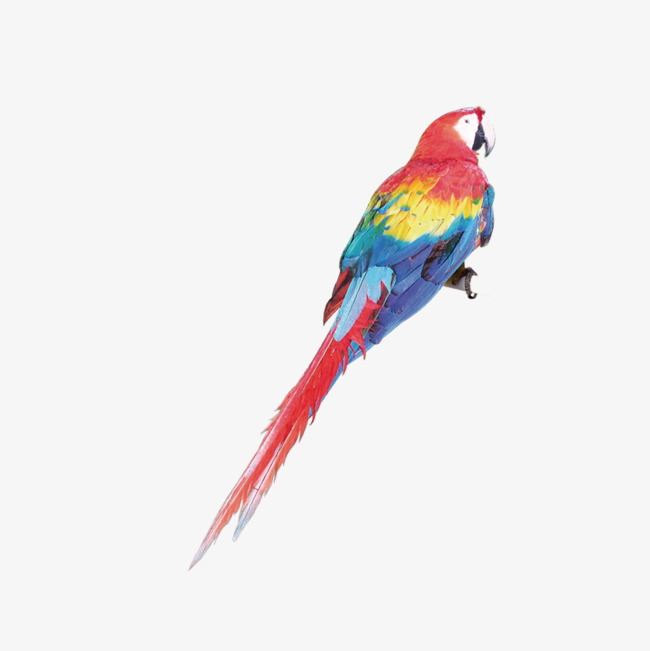 650x651 Color Parrot, Color Vector, Vector Diagram, Colour Png And Vector