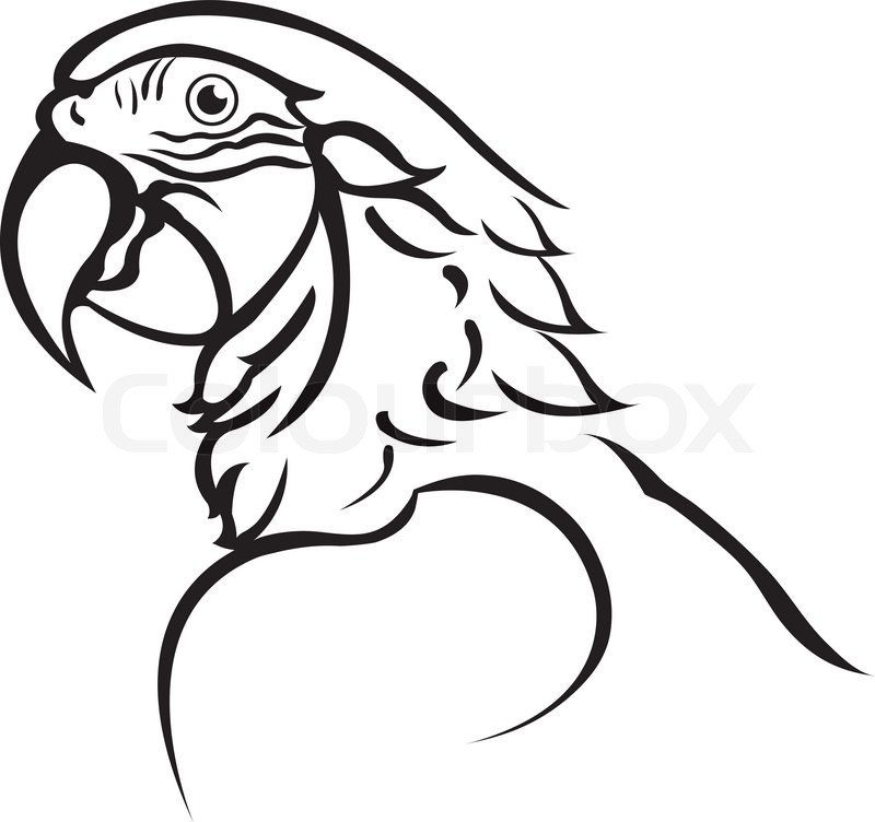 800x752 Black And White Line Art Of Parrot Stock Vector Colourbox