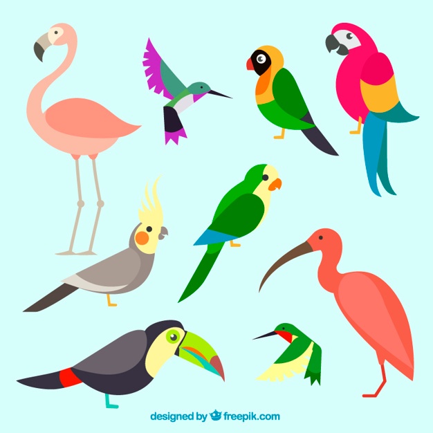 626x626 Parrot Vectors, Photos And Psd Files Free Download