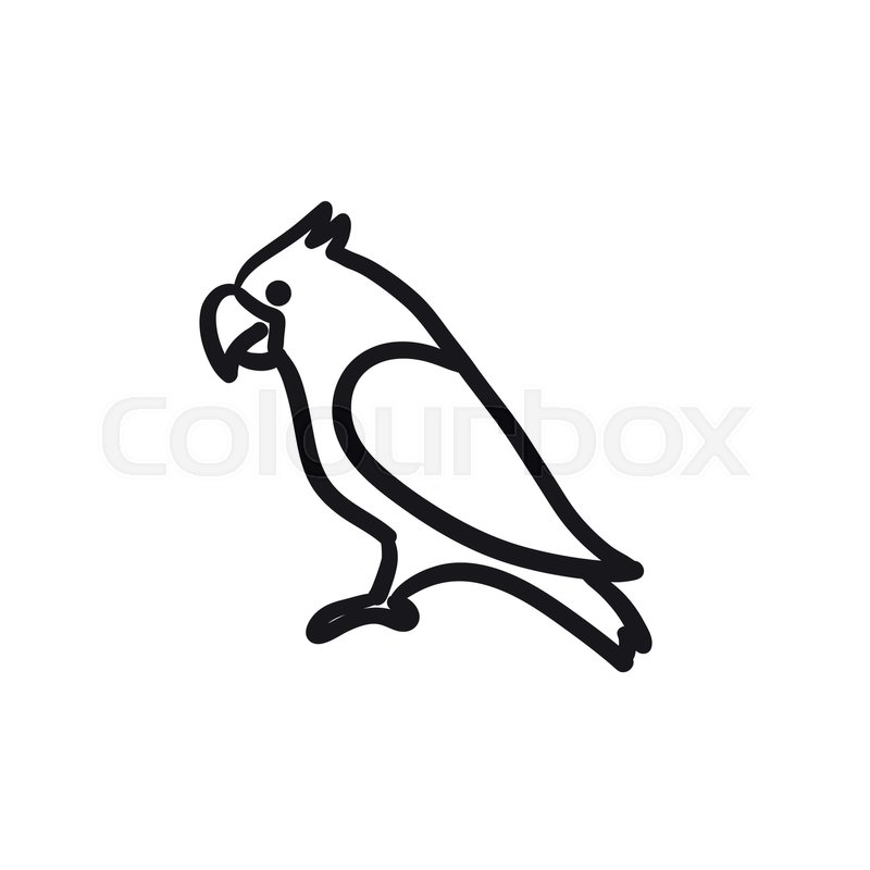 800x800 Parrot Vector Sketch Icon Isolated On Background. Hand Drawn