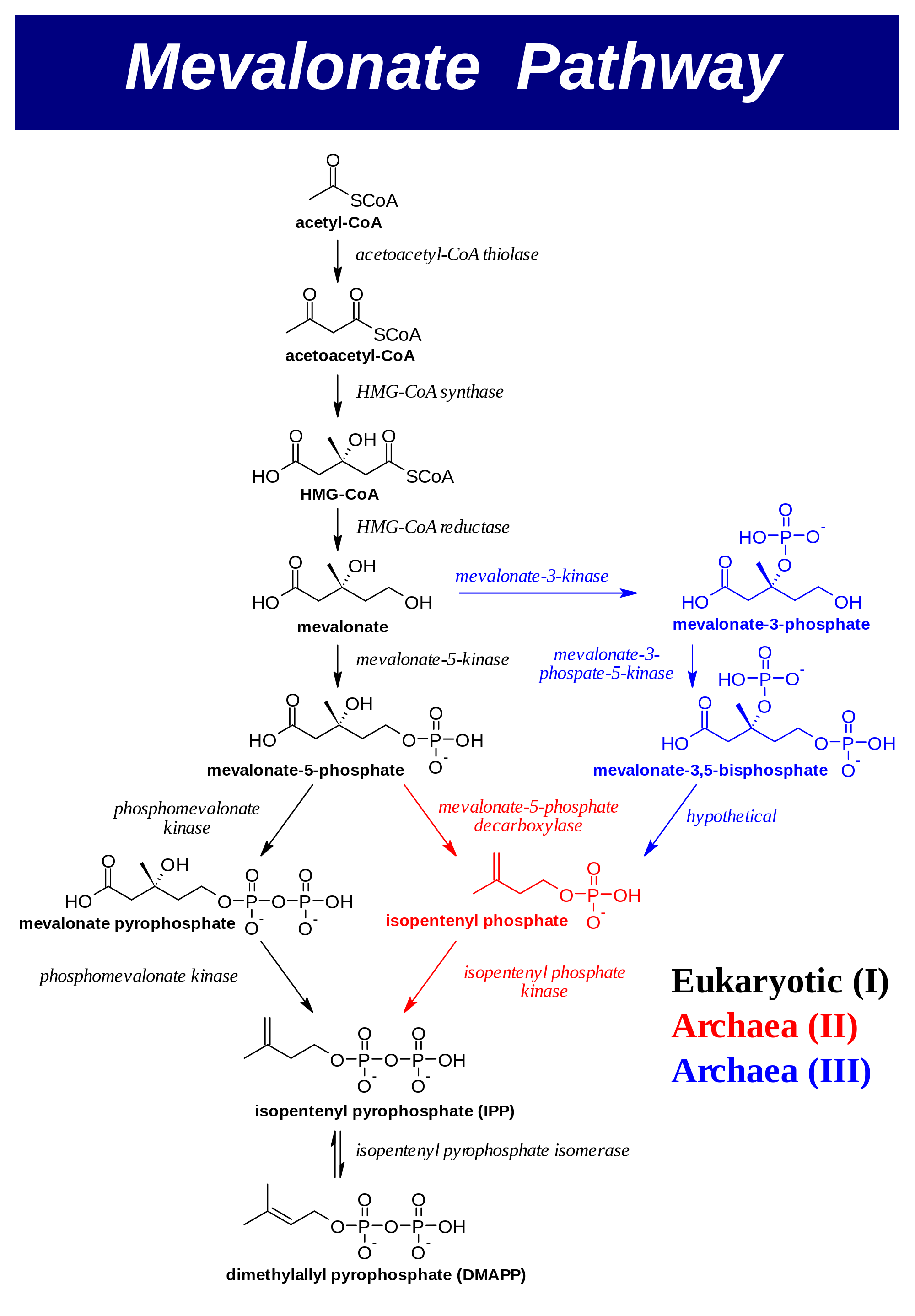 2000x2876 Filemevalonate Pathway Vector.svg
