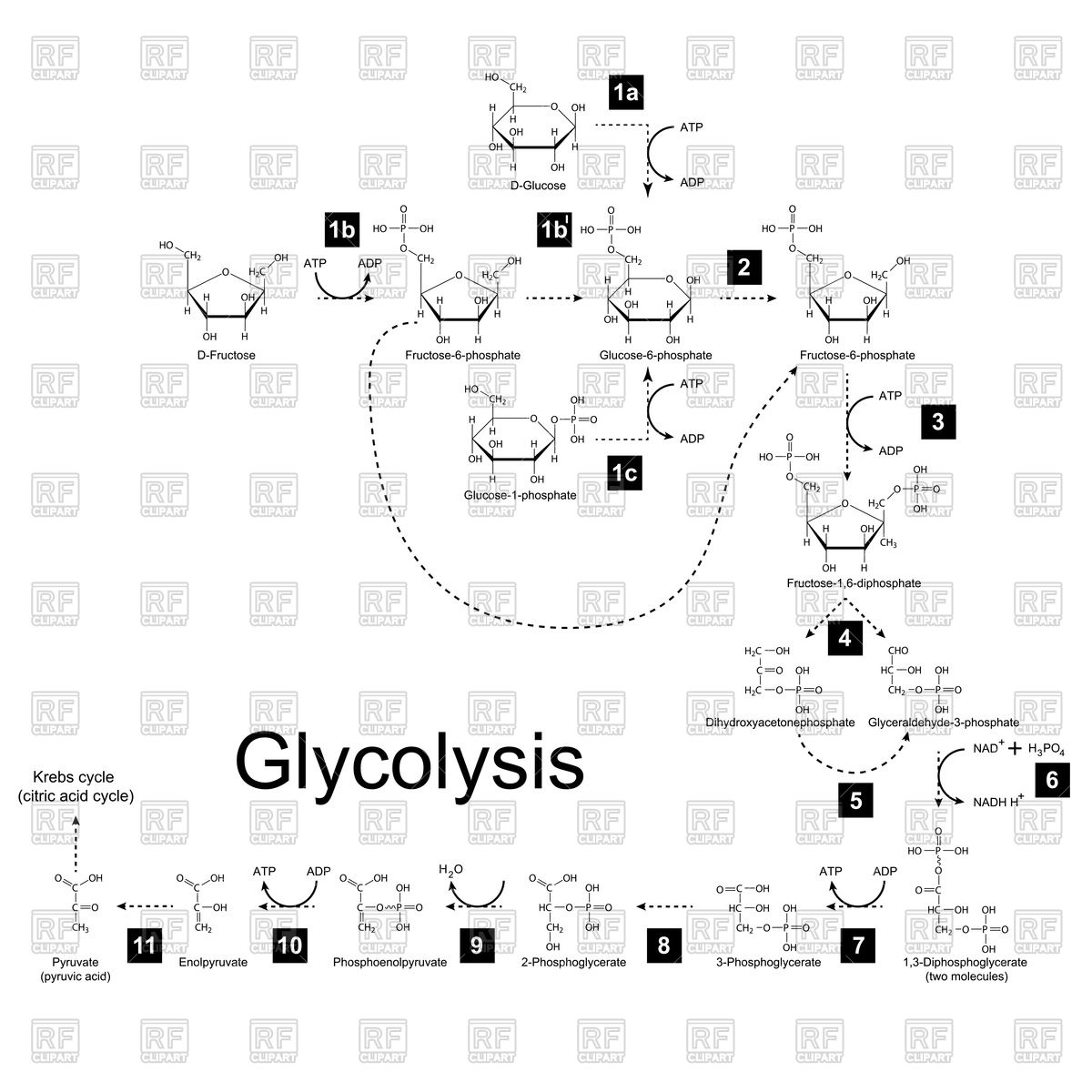1200x1200 Chemical Scheme Of Glycolysis Metabolic Pathway Vector Image