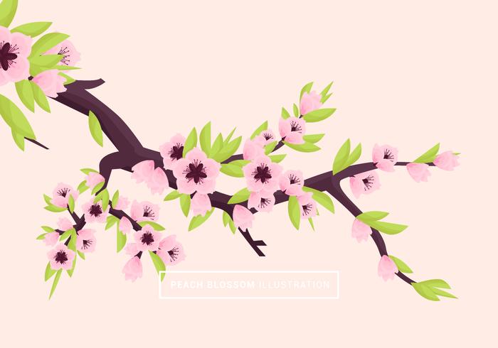 700x490 Peach Free Vector Art