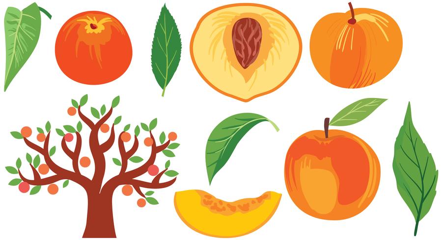 898x490 Peach Vectors