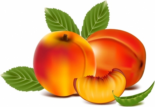 532x368 Peach Free Vector Download (195 Free Vector) For Commercial Use