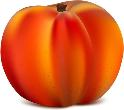 417x368 Free Peach Vector Free Vector Download (195 Free Vector) For