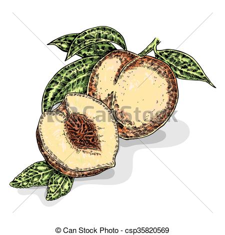 450x470 Hand Drawn Peach. Vector Illustration. Sketch Style.