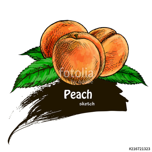 500x500 Peach Vector Illustration Stock Photo And Royalty Free Images On