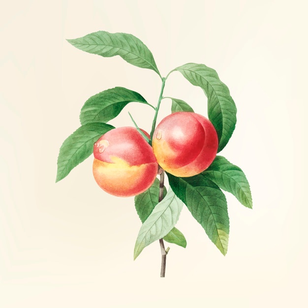626x626 Peach Vectors, Photos And Psd Files Free Download