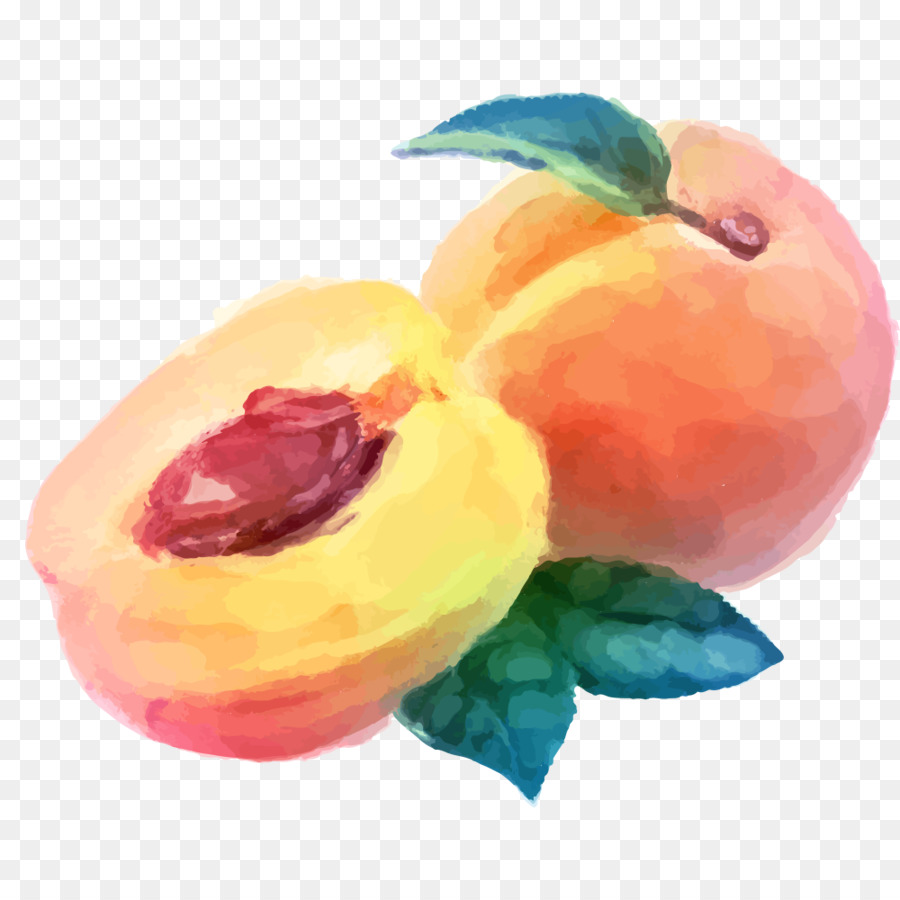 900x900 Watercolor Painting Peach Fruit Drawing