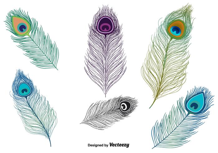 700x490 Peacock Feather Vector