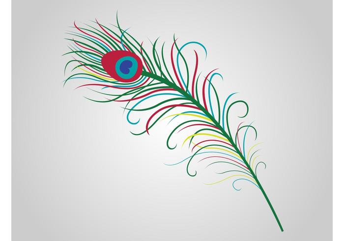 700x490 Peacock Feather Vector Free