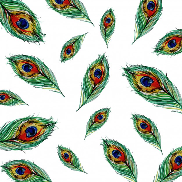 626x626 Peacock Feather Vectors, Photos And Psd Files Free Download