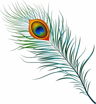 338x368 Peacock Feather Vector Design Free Vector Download (457 Free