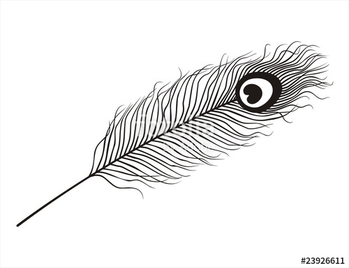 500x385 Peacock Feather Stock Image And Royalty Free Vector Files On