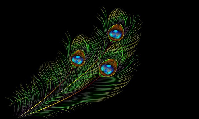 700x420 Peacock Feather Vector Background Wall Mural We Live