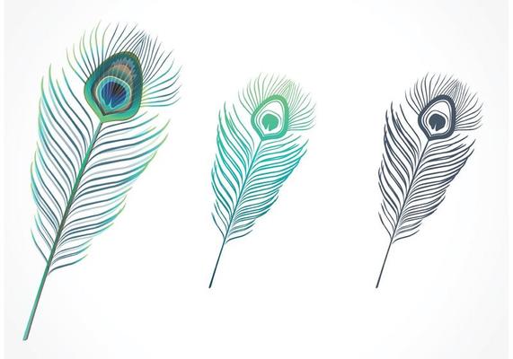 571x400 Peacock Feather Vector Shape