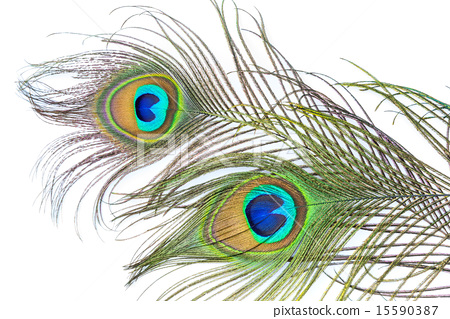 450x319 Peacock Feathers On White Background