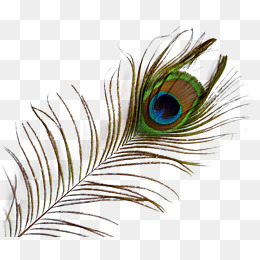 260x260 Beautiful And Peacocks Png, Vectors, Psd, And Clipart For Free