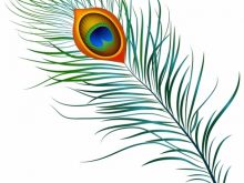 220x165 Peacock Feather Images Free Download Peacock Feather Free Vector