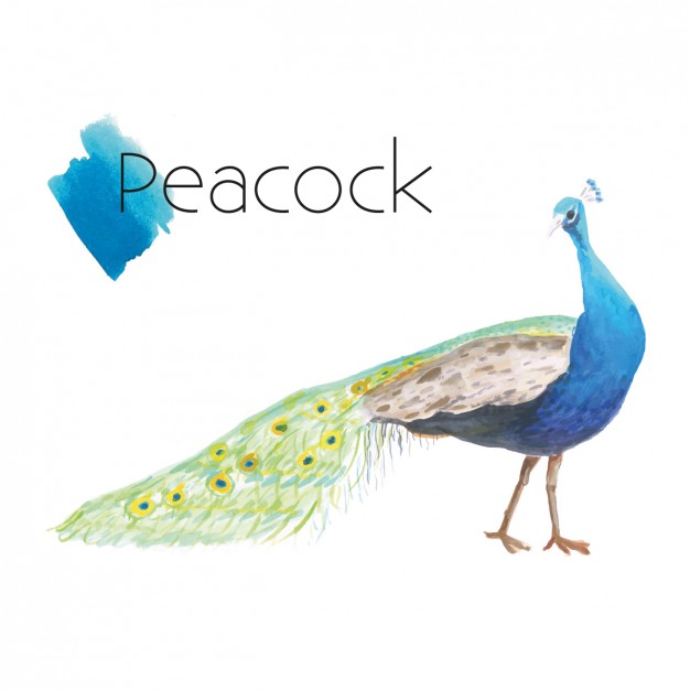 626x626 Hand Painted Peacock Vector Free Download