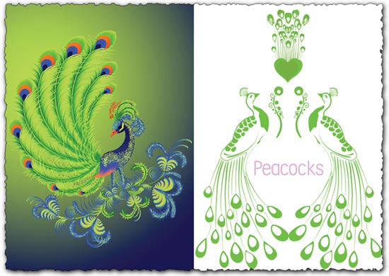 550x390 Peacock Vector Design