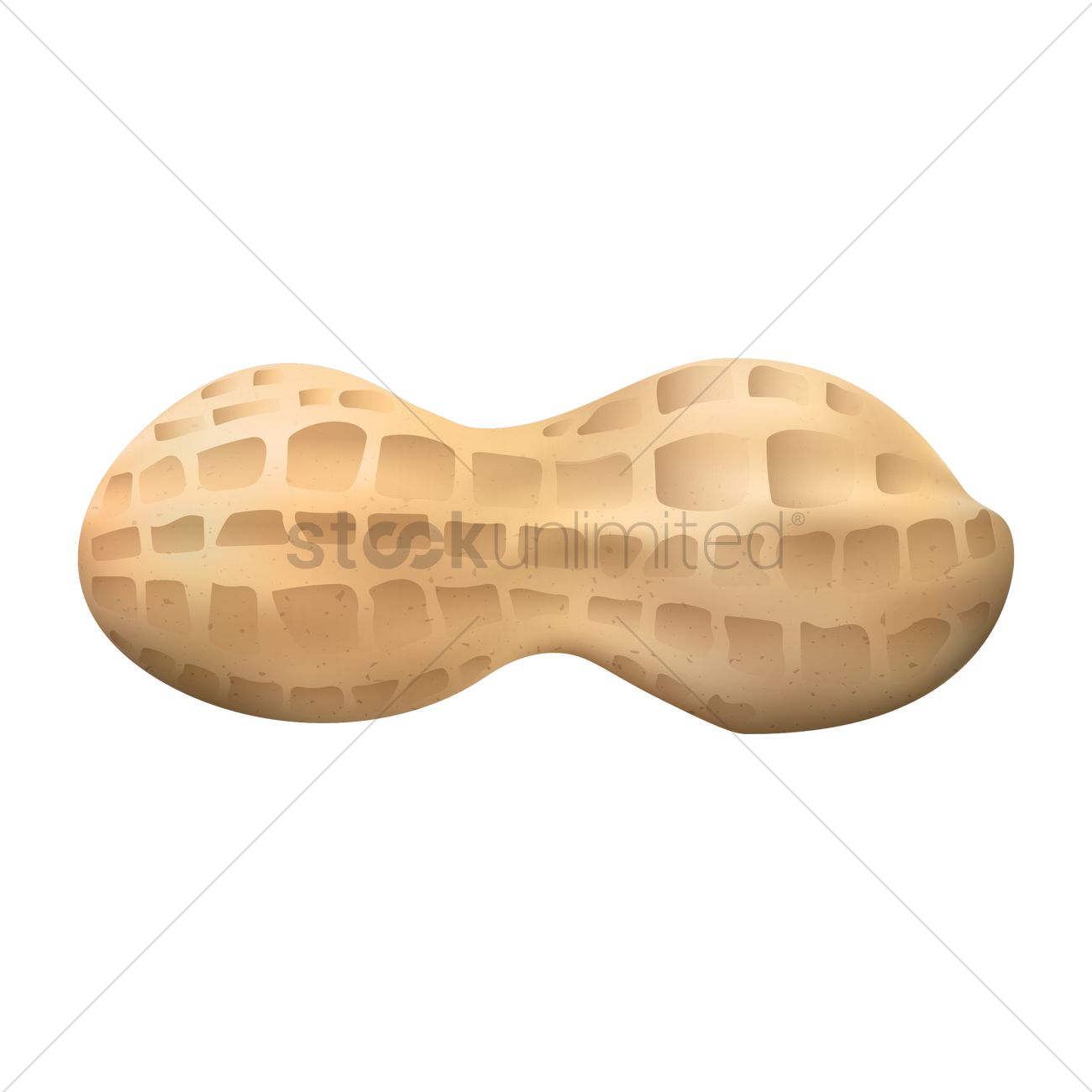 1300x1300 Peanut Vector Image
