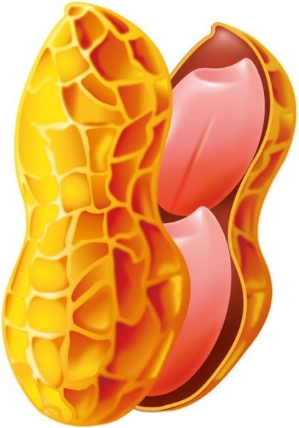 419x600 Peanut Vector Free Vector In Adobe Illustrator Ai ( .ai ) Vector
